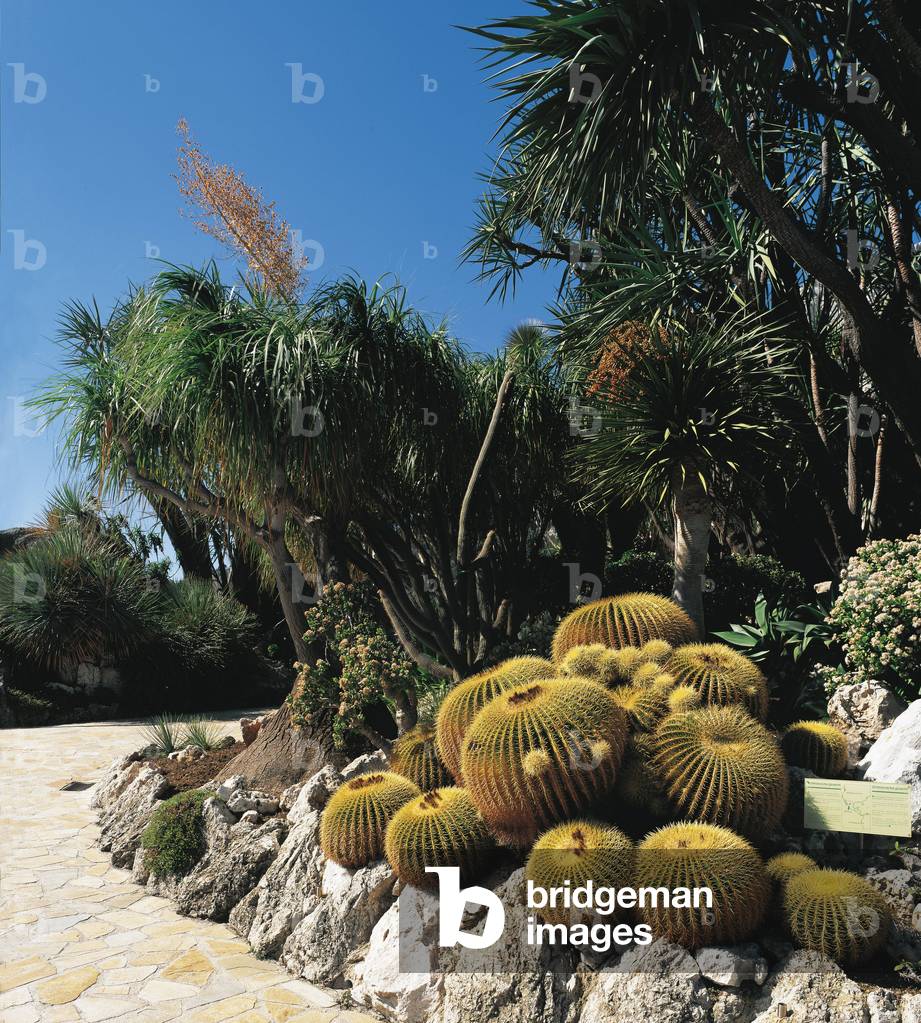 Exotic Garden of Monaco/Echinocactus grusonii/Mother's Cushion