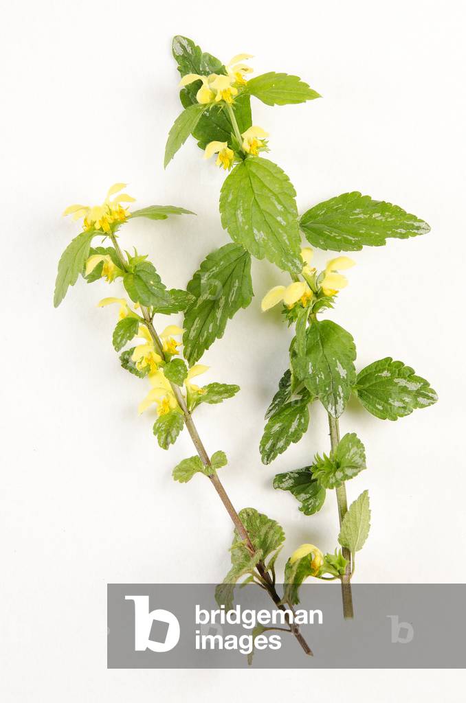 Botanical board/Lamium galeobdolon/Lemier galeobdolon/Yellow nettle/Yellow Dead Nettle