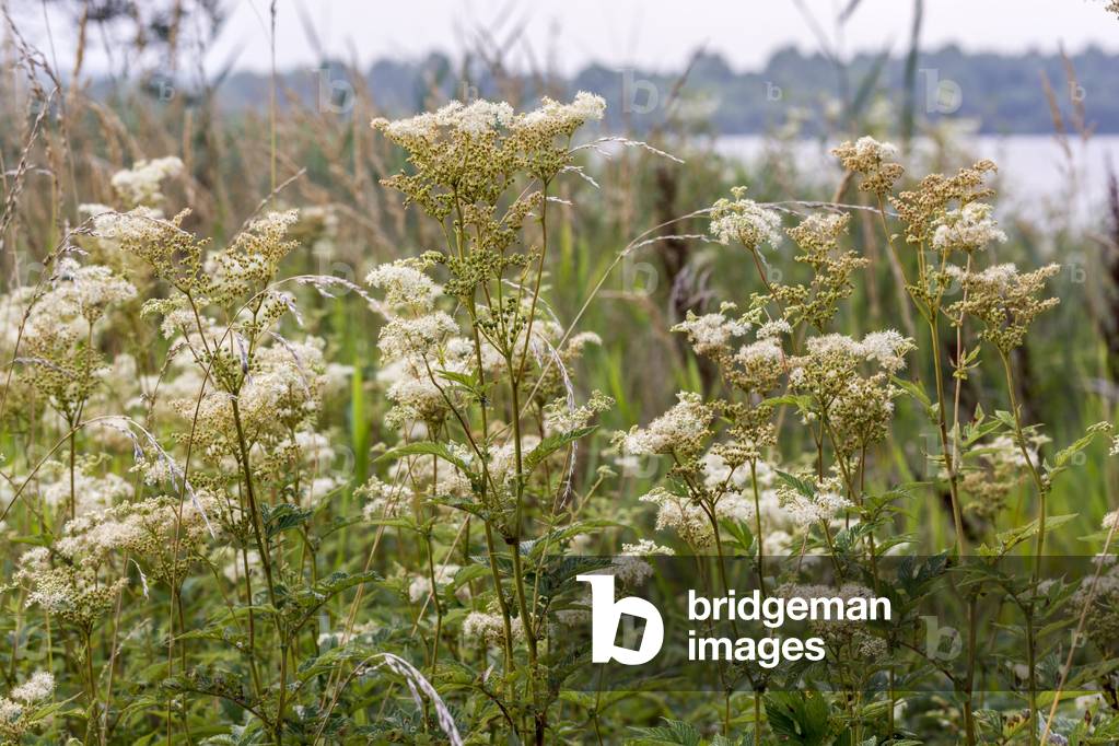 Spiraea ulmaria/Queen of Pres/Ulmar Spiree/Meadowsweet