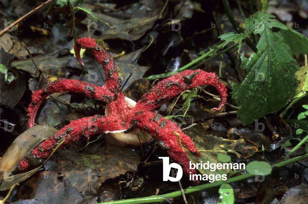 Anthurus archeri/Archer's Anthurus