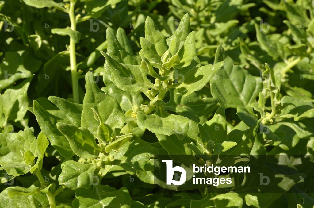Tetragonia expansa/Tetragone corned/New Zealand Spinach/New Zealand Spinach