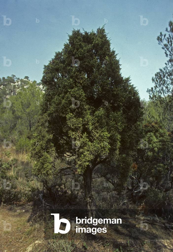 Juniperus phoenicea/Phenicie Juniper/Phoenician Cedar