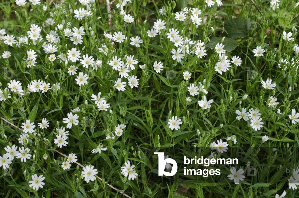 Stellaria holostea/Stellaire holostee/Addersmeat