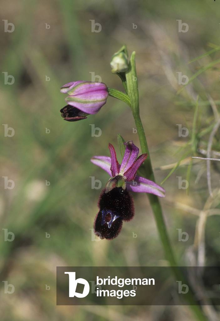 Ophrys drumana/Ophrys de la Drome