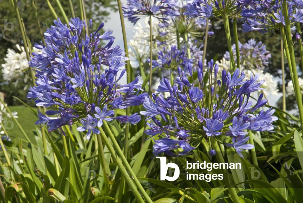 Agapanthus umbellatus/Agapanthe en ombelle/African Lily
