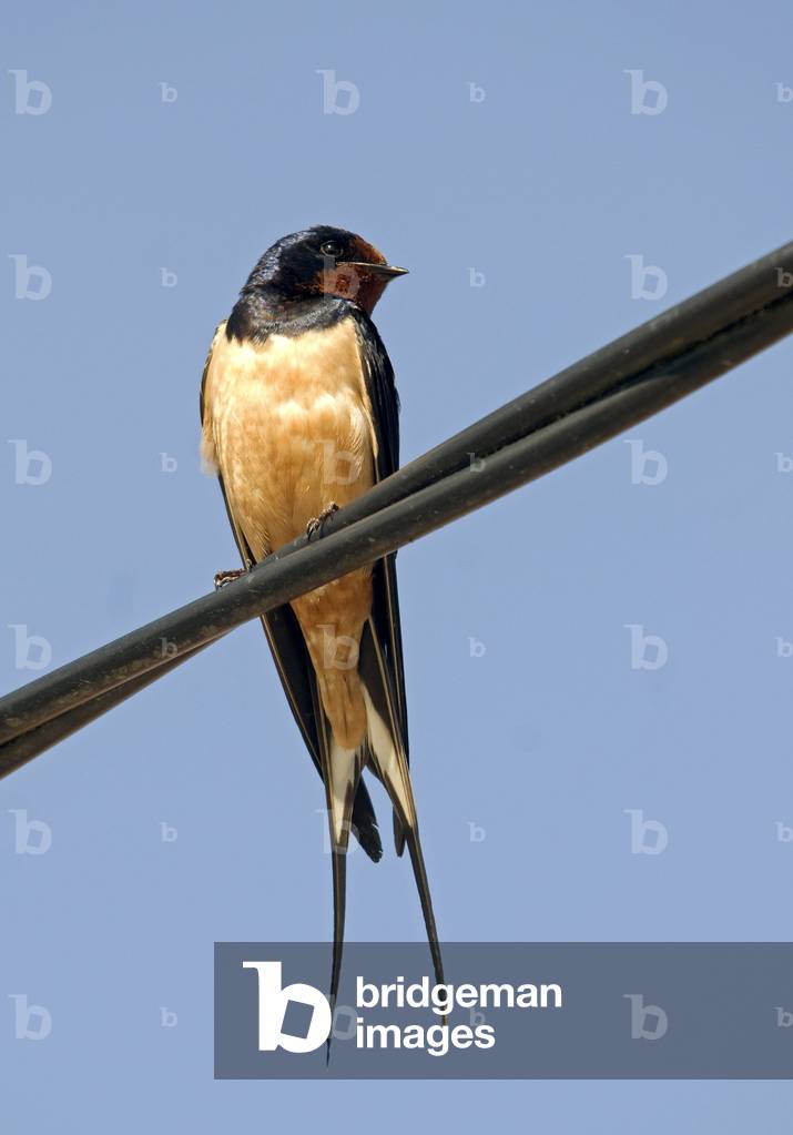 Hirundo rustica/Rustic Swallow/Fireplace Swallow/Barn Swallow