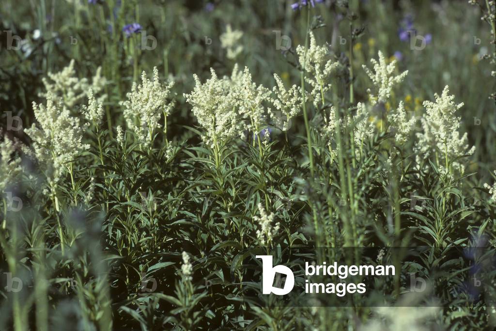 Polygonum alpinum/Persicaria alpina/Alpine Knotgrass