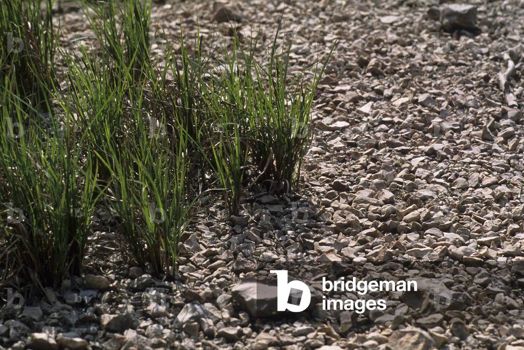 Vesicaria Carex/Vesicular Sedge/Vesicular Layer