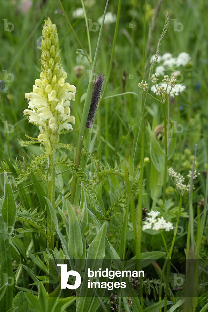 Pedicularis comosa/Hair Pedicular/Crested Lousewort