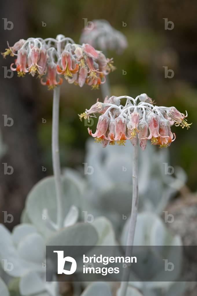 Kalanchoe Farinosa/Kalanchoe