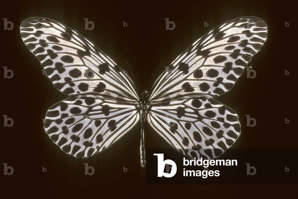 Immagine di Fotografia "Idea lynceo"