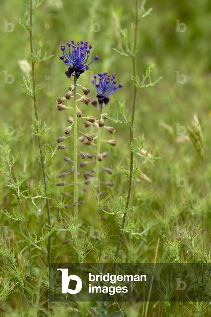 Muscari comosum/Muscari a toupet/Muscari haivels/Feather Hyacinth
