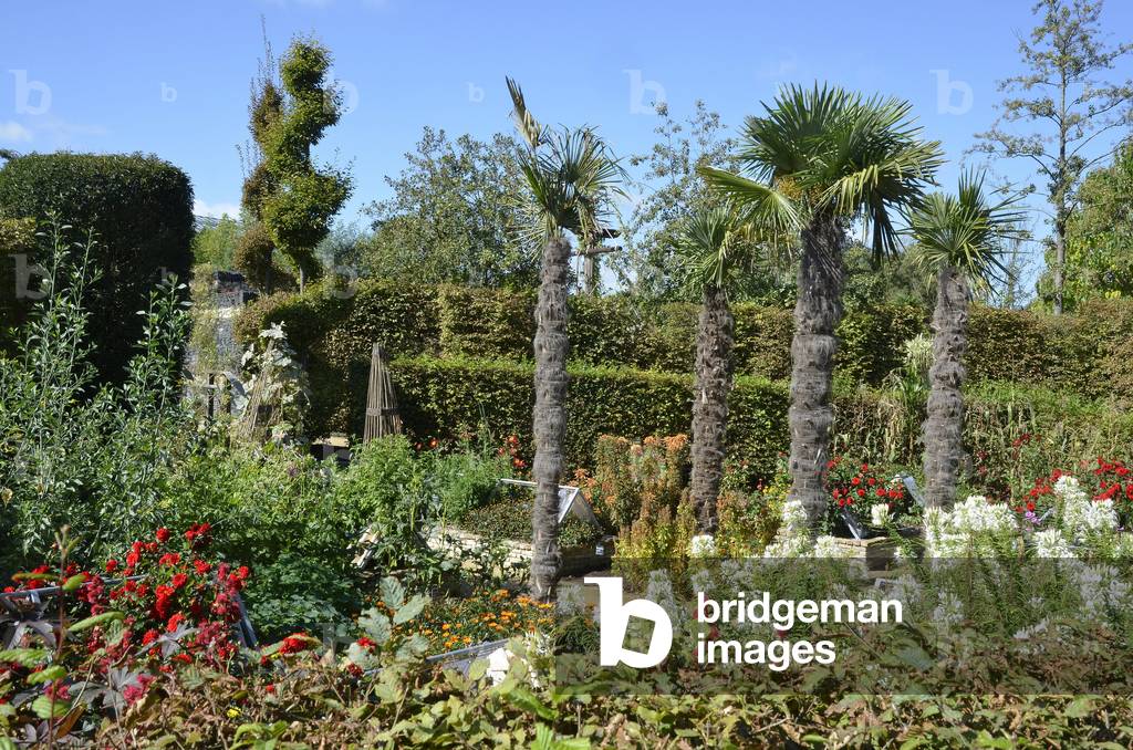 Palm tree/Terra Botanica Park/Angers/Terra Botanica Park/Angers/Maine et Loire/Country of the Loire/France