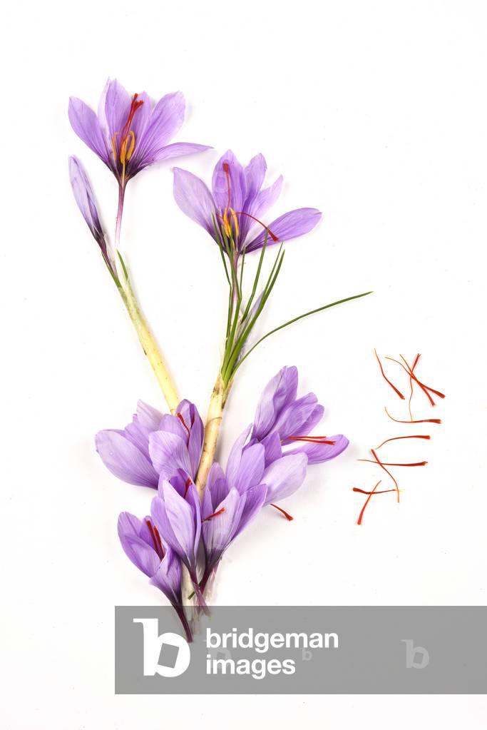 Flowers and pistil of Saffron Crocus sativus