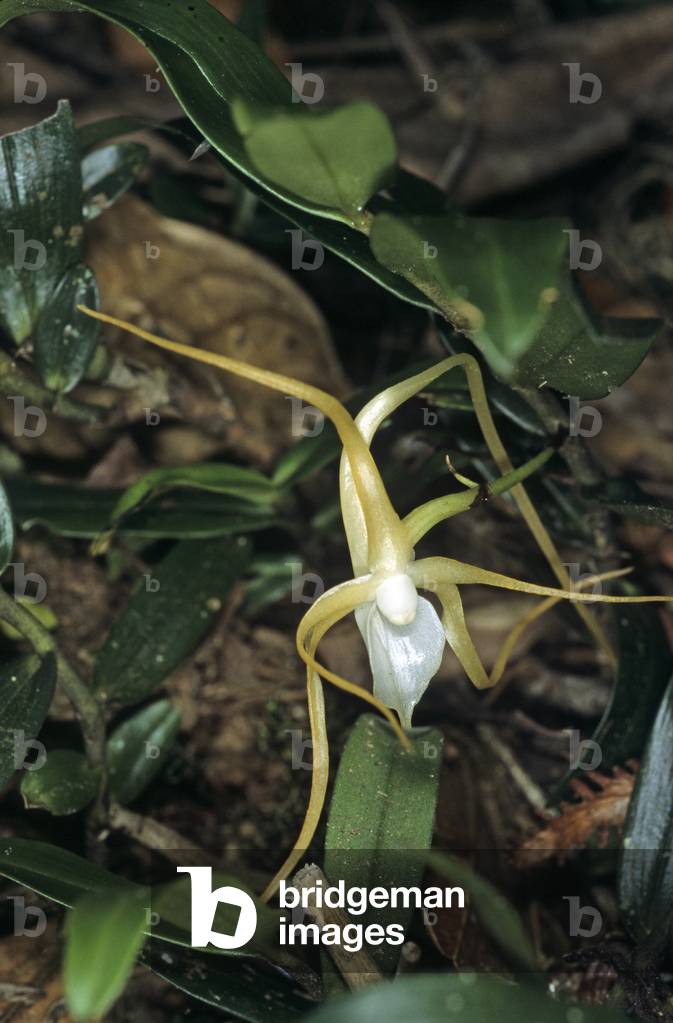 Angraecum expansum