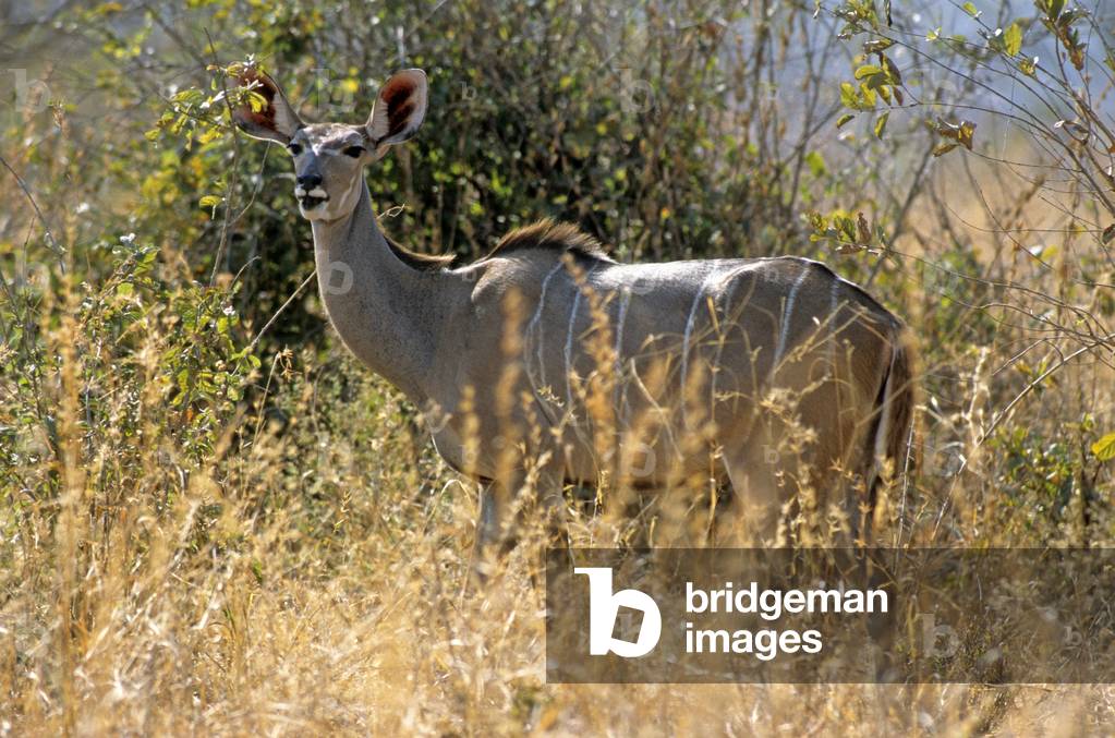 Tragelaphus strepsiceros/Grand koudou/Greater Kudu