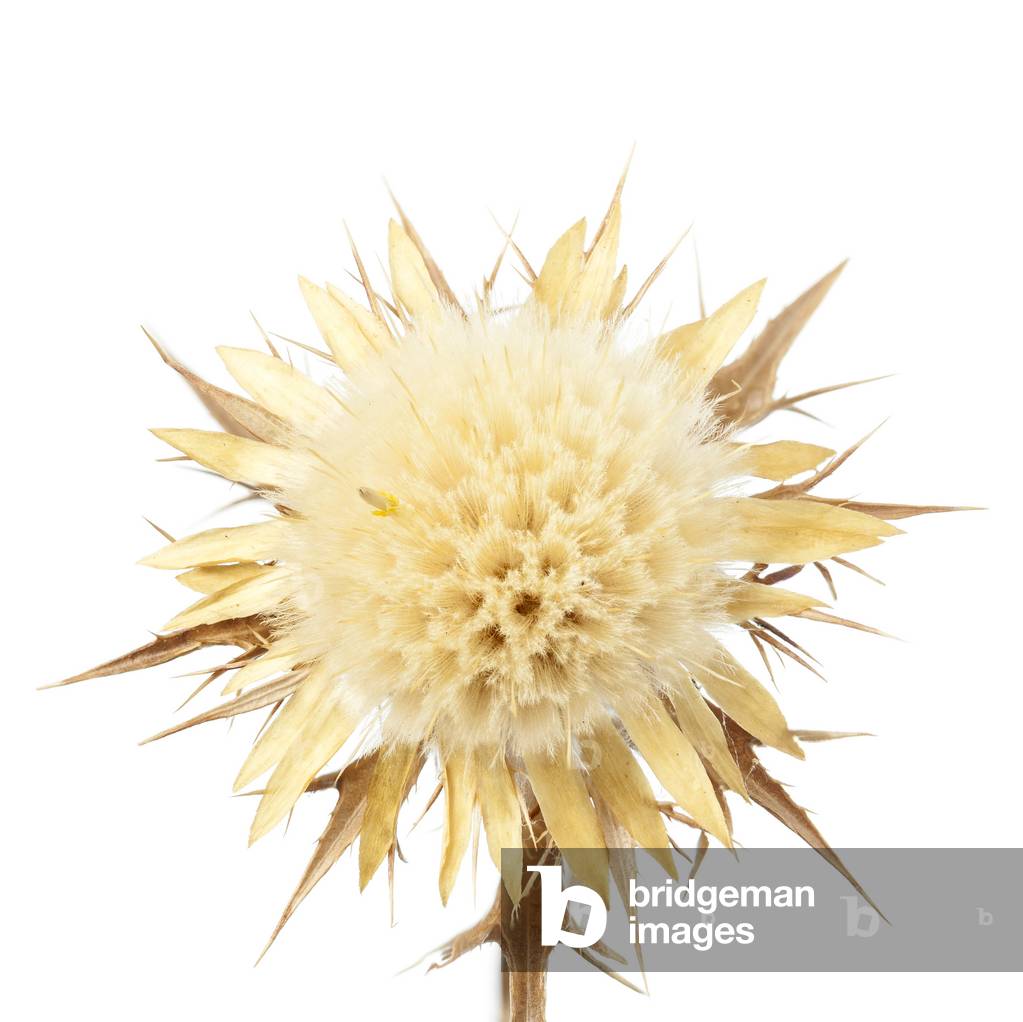 Carlina corymbosa subsp. hispanica/Carline of Spain