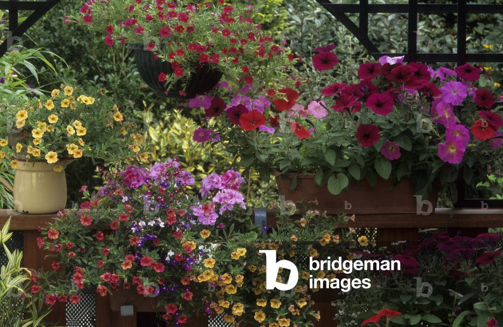 Petunia x hybrid/Petunia Million Bells 'Terra Cotta'/Petunia Horizon