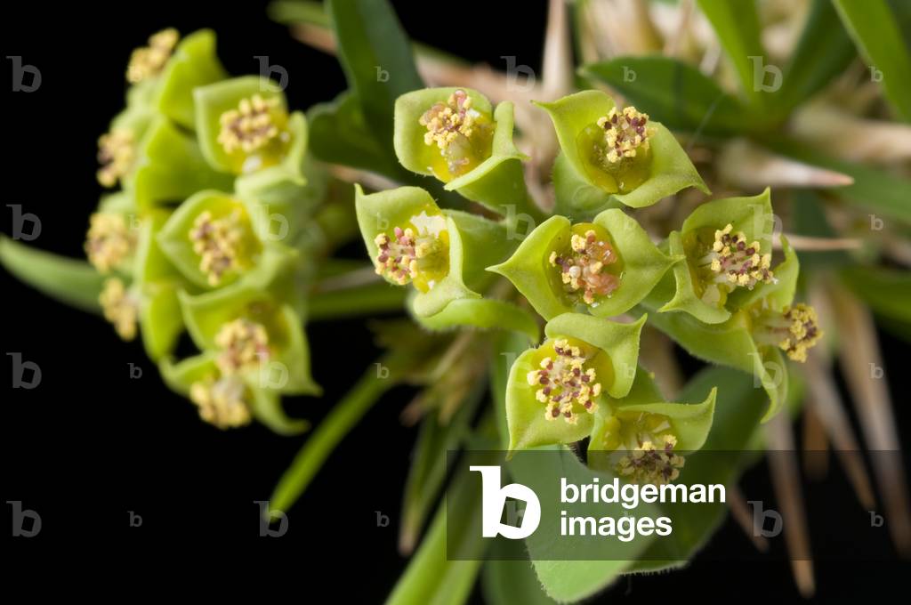 Euphorbia rossii/Euphorbo