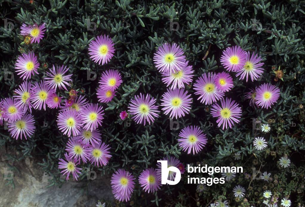 Lampranthus falciformis/Sickle Leaved Dewplant