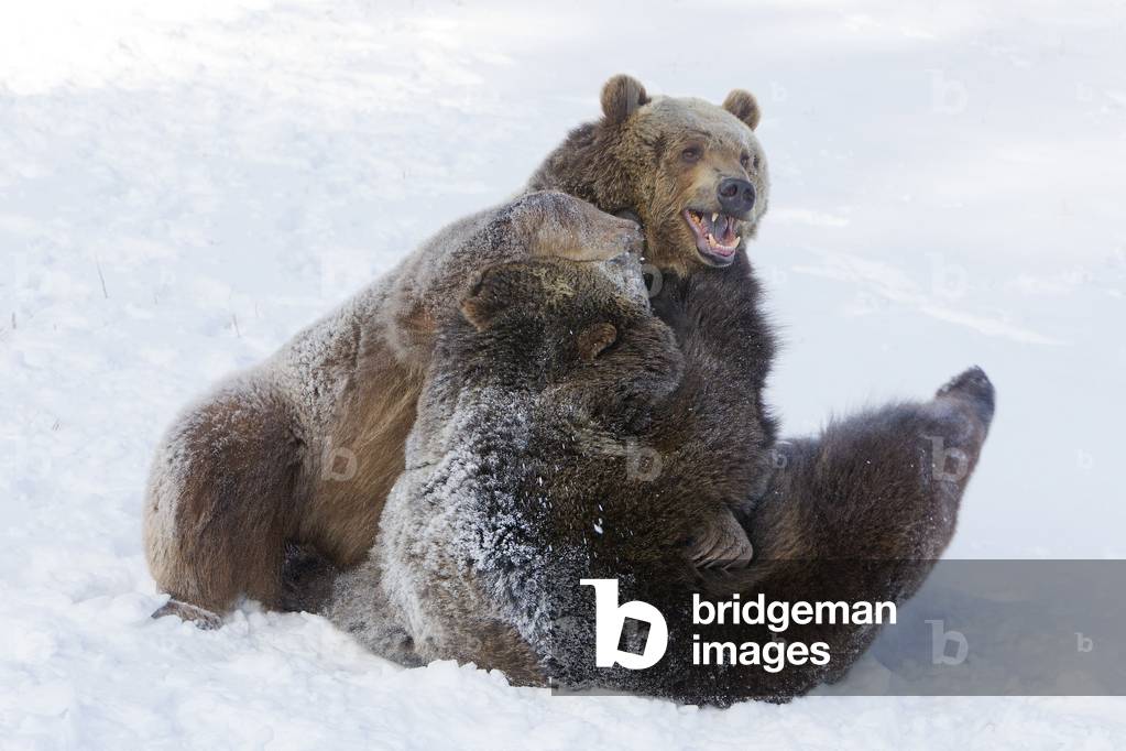 Ursus arctos horribilis/Brown bear/Grizzly bear