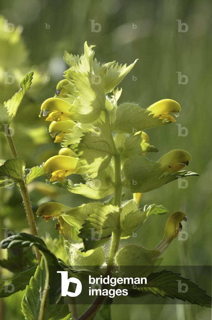 Rhinanthus minor/Small Rhinanth/Small Cocrist/Yellow Rattle