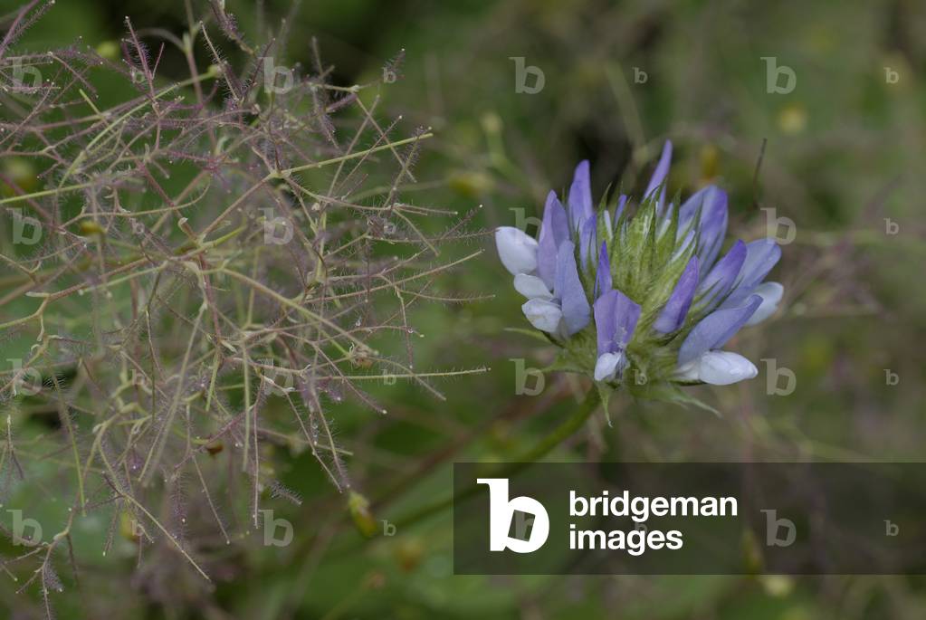 Psoralea bituminosa/Psoralee bitumous/Snail grass/Bitumen Trefoil