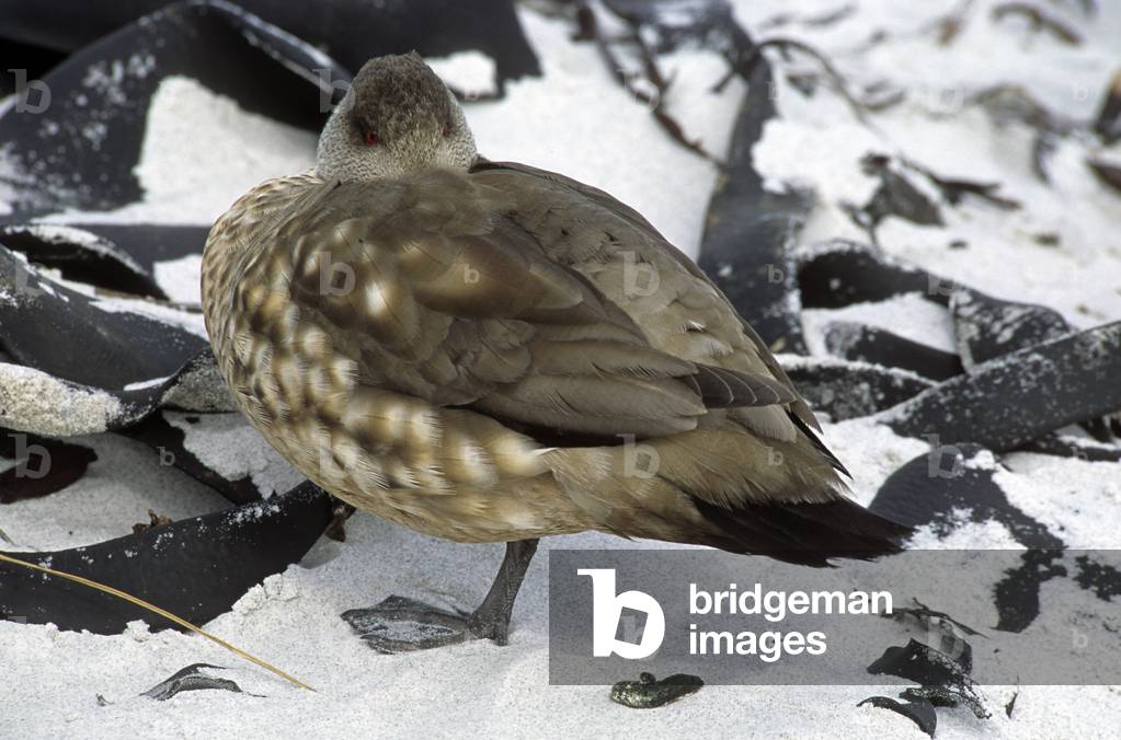 Lophonetta specularoides/Duck Patagonia's Crested Duck