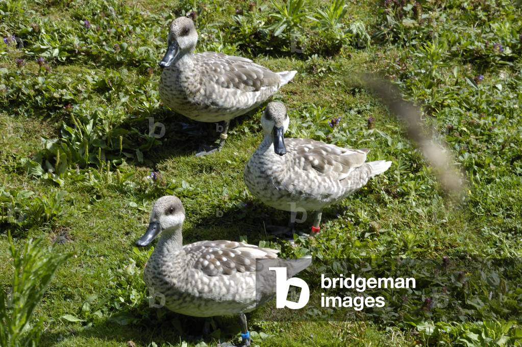 Marmaronetta angustirostris/Marbled Teal/Marbled Teal