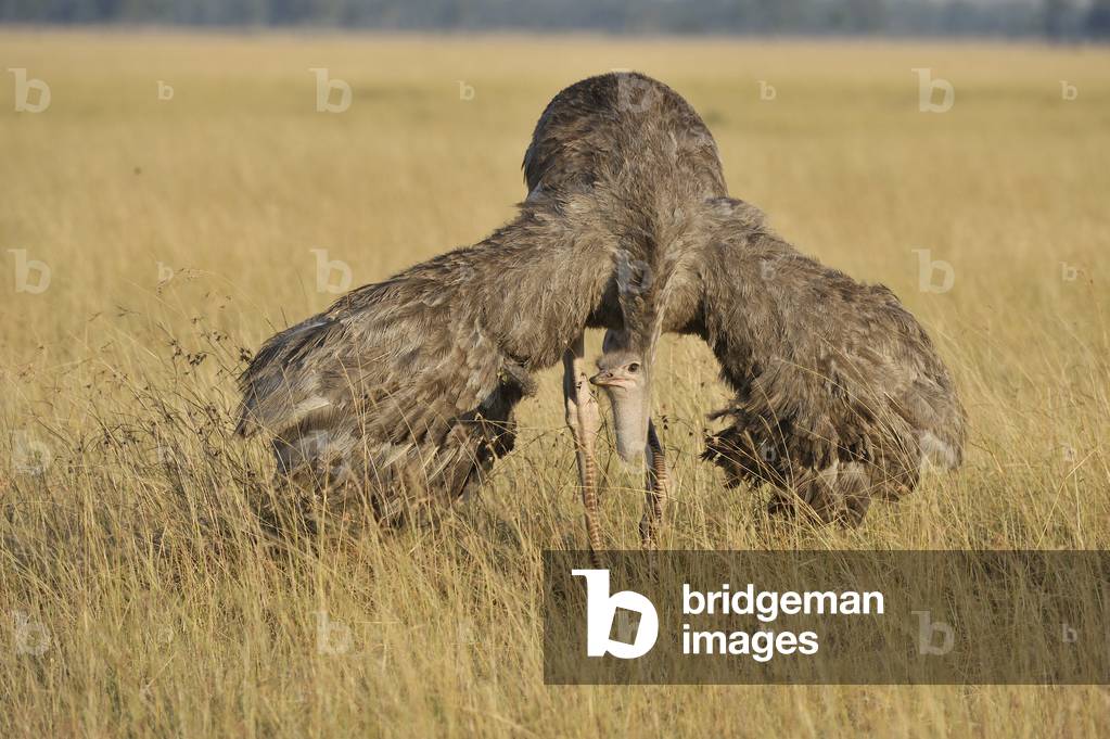 Struthio camelus/Ostrich
