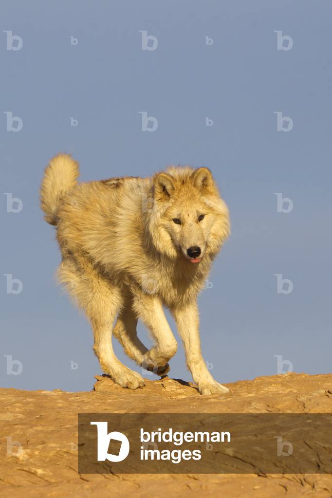 Canis lupus/Common Wolf/Wolf