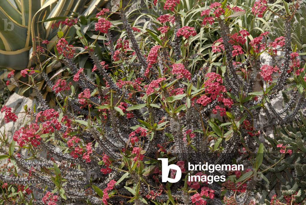 Euphorbia milii var hislopii/Euphorbius Spine of Christ