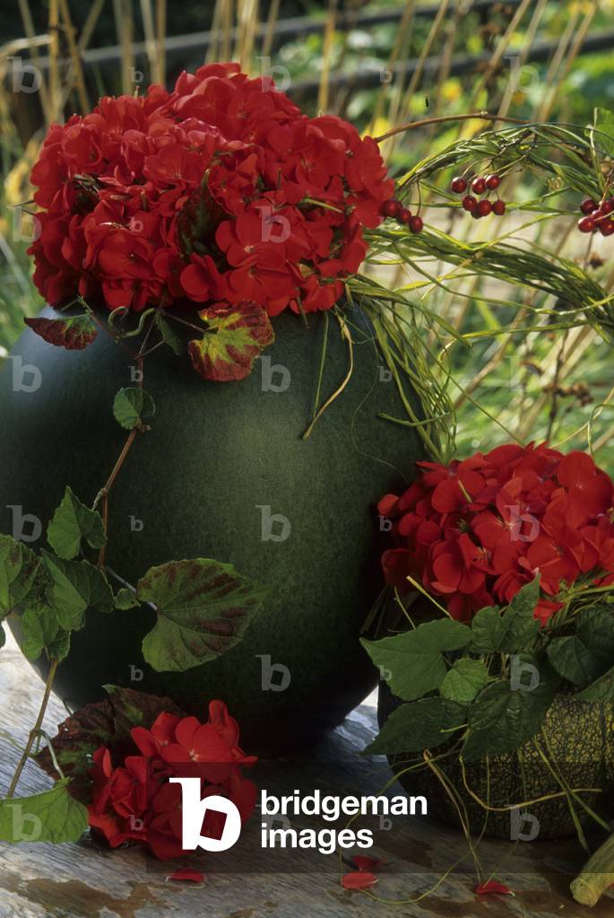 Mazzo di pelargonio 