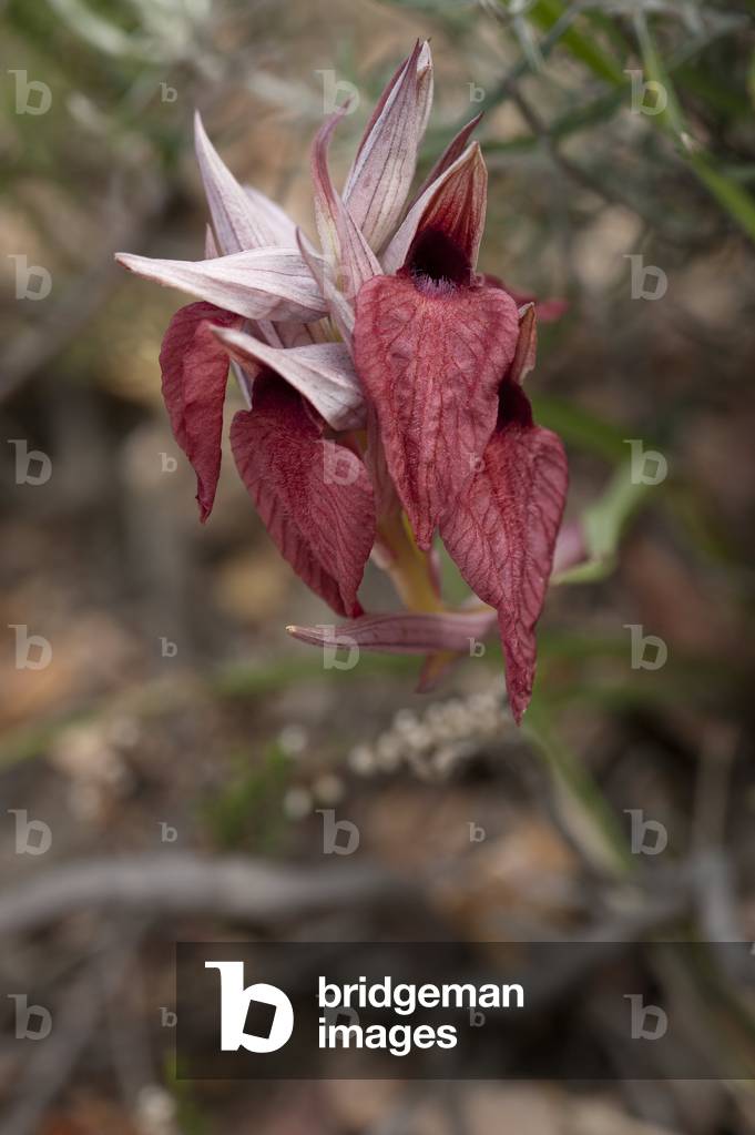 Serapias cordigera/Serapias a labellum in heart