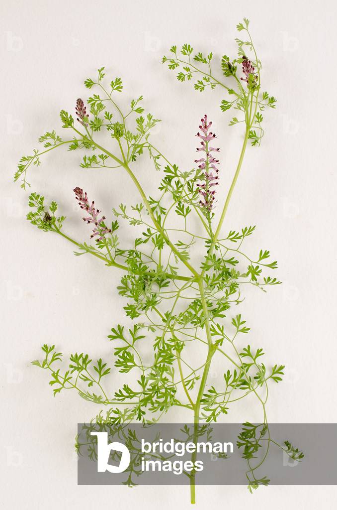 Botanical board/Fumaria officinalis/Fumeterre officinale/Fumitory