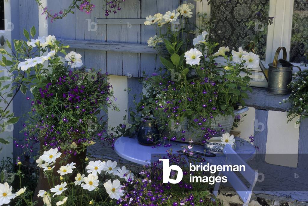 Petunia x hybrida/Penutia 'White Parade'/Lobelia penula/Lobelie 'Sapphire'/Cosmos bipinnatus/Cosmos Sonata