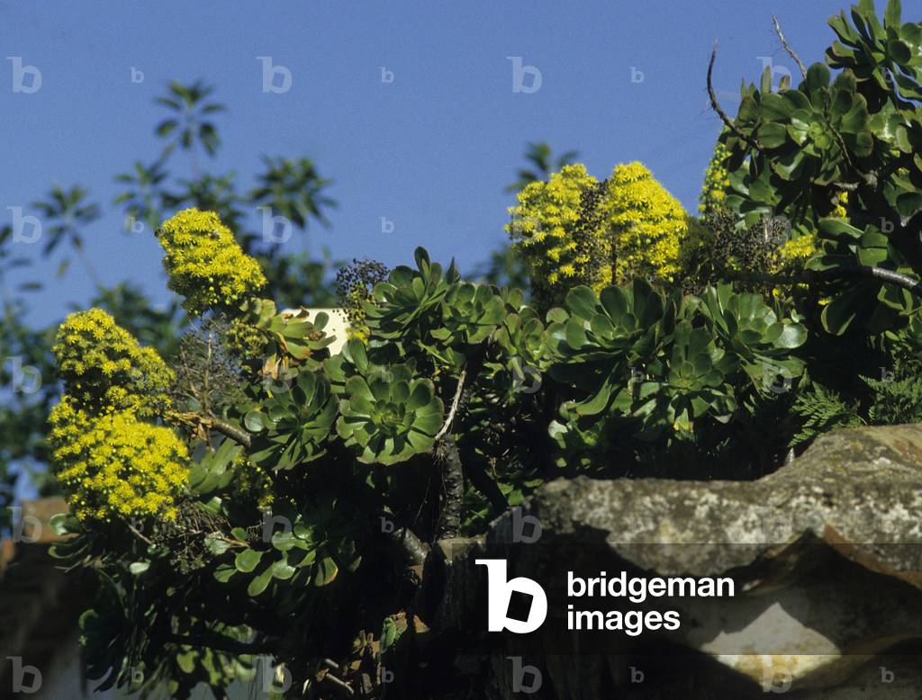 Aeonium undulatum/Aeonium