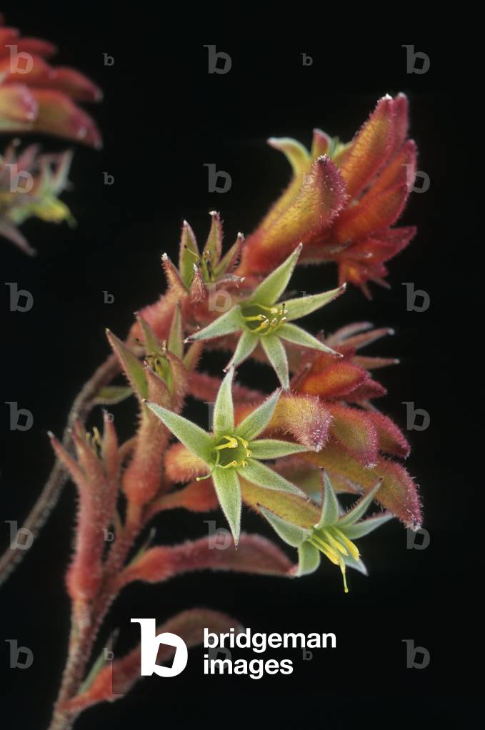 Anigozanthos sp./Kangaroo plant