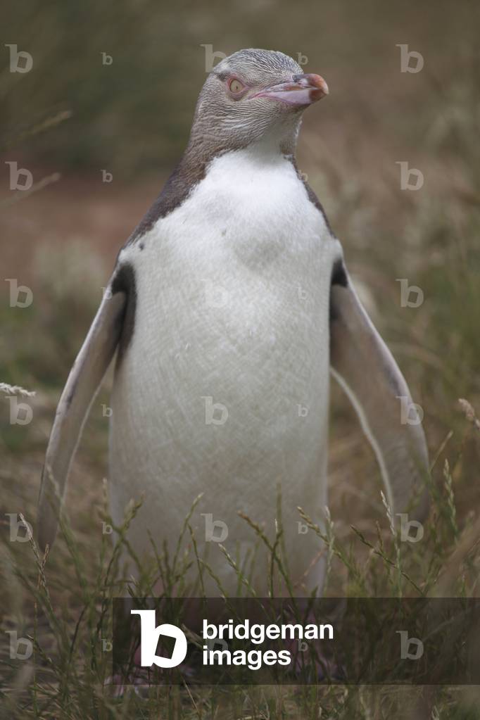 Antipode Megadypts/Yellow Eye Penguin/Antipode Penguin