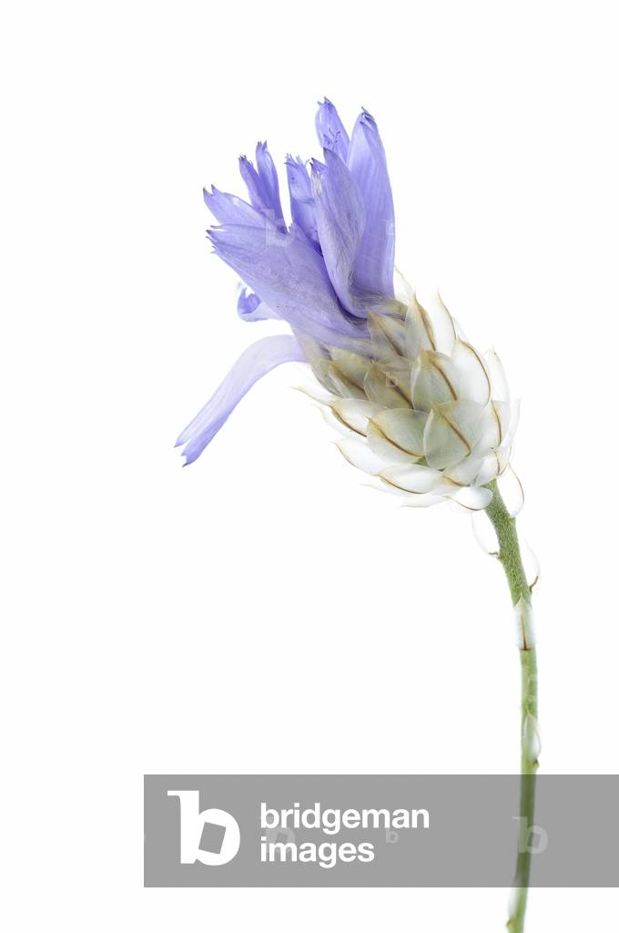 Catananche Caerulea/Catananche Blu/Blu Cupidone