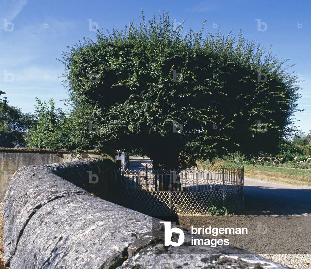 Aubepine/Crataegus oxyacantha/600 years old/Bouquetot/Eure/Haute Normandy/France