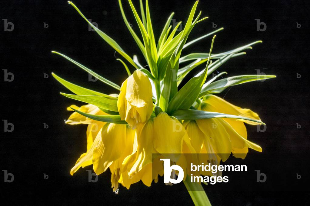 Fritillaria imperialis/Imperiale Fritillaria/Imperiale Crown