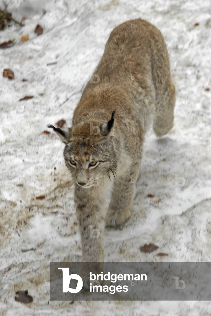 Luchs (Foto)