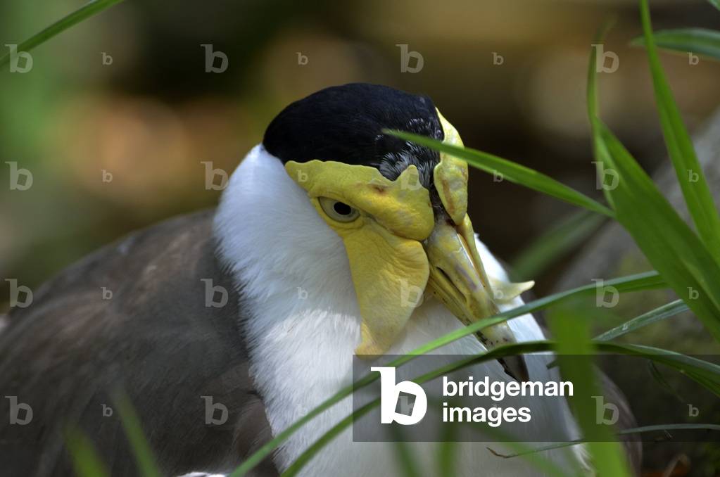 Vanellus miles/Vanneau mask/Lamb soldier/Masked Plover