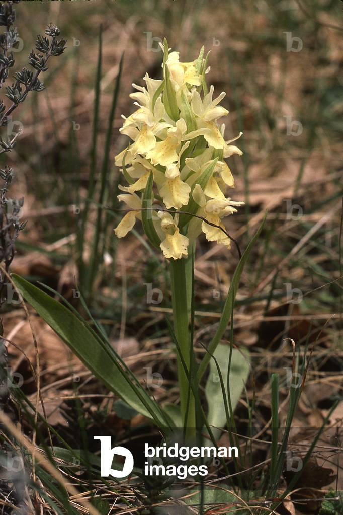 Dactylorhiza sambucina/Orchis elderberry/Dactylorhize elder