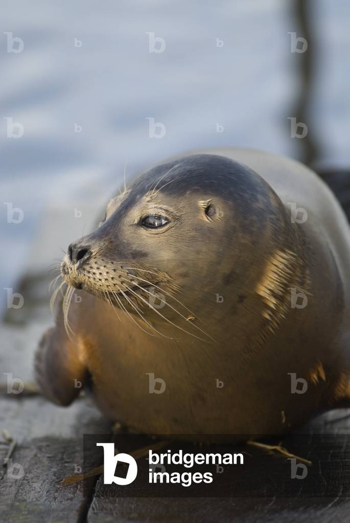 Phoca vitulina vitulina/Atlantic Seal/Harbour Seal