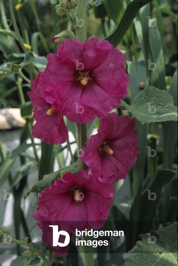 Alcea rosea/Tremmiere pink/Hollyhock