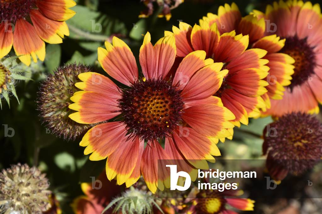 Gaillardia pulchella, Pretty Gaillarde, Cute Gaillarde (photo)