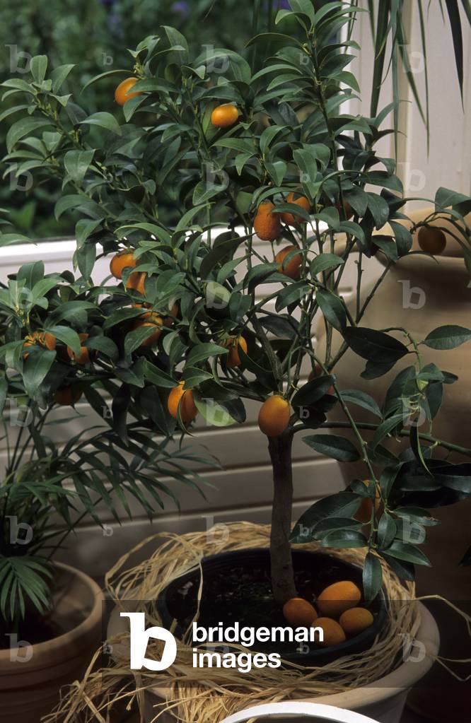 Fortunella japonica/Kumquat