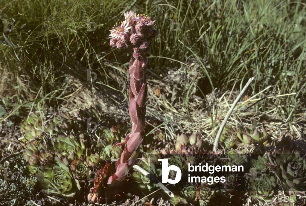Sempervivum montanum/Mountain Joubarb/Bullock's Eye Moutain